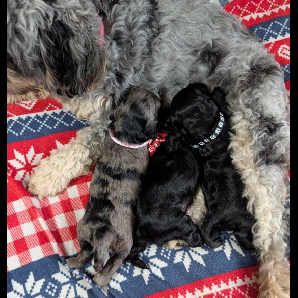 Cockapoo - Both