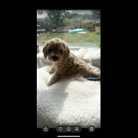 Cockapoo - Both