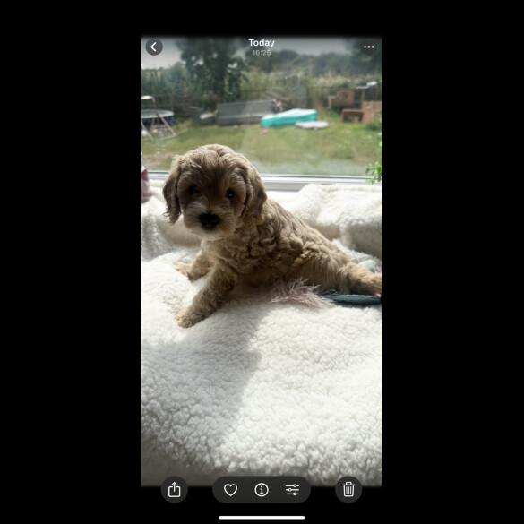 Cockapoo - Both