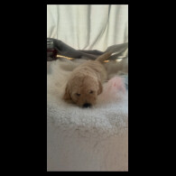 Cockapoo - Both