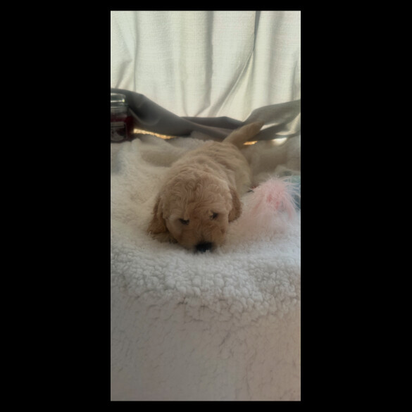 Cockapoo - Both