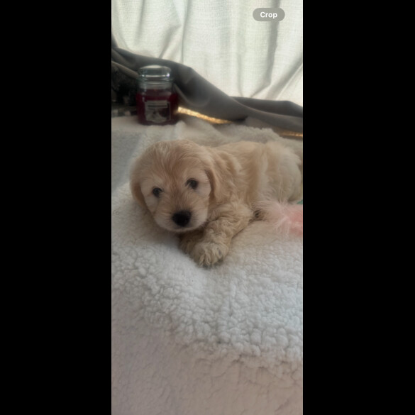 Cockapoo - Both
