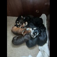 Cocker Spaniel (Working &amp; Show) - Both