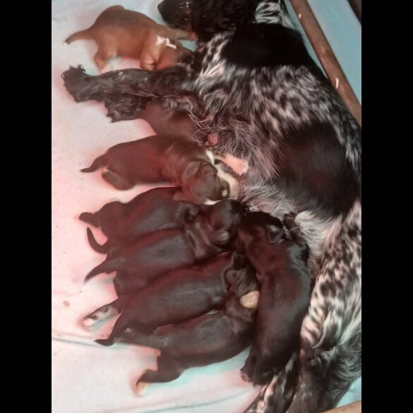 Cocker Spaniel (Working &amp; Show) - Both