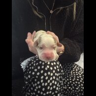 Cocker Spaniel (Working &amp; Show) - Both