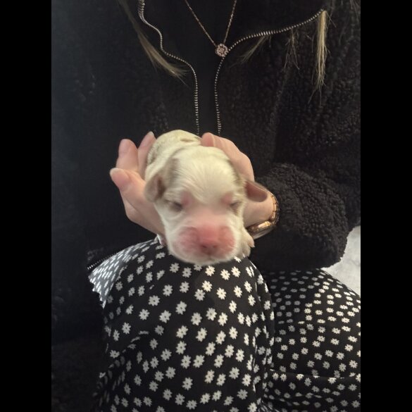Cocker Spaniel (Working &amp; Show) - Both