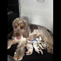 Cocker Spaniel (Working &amp; Show) - Both