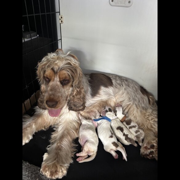Cocker Spaniel (Working &amp; Show) - Both