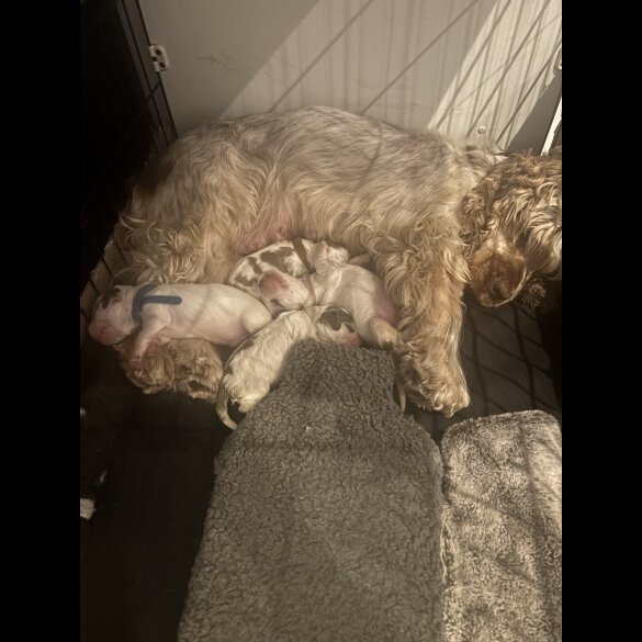 Cocker Spaniel (Working &amp; Show) - Both