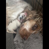 Cocker Spaniel (Working &amp; Show) - Both