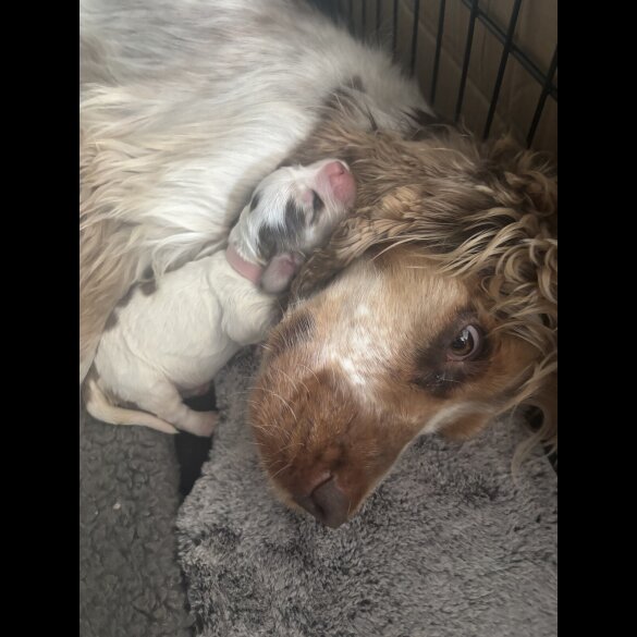 Cocker Spaniel (Working &amp; Show) - Both