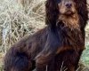 Cocker Spaniel (Show)