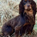 Cocker Spaniel (Show)