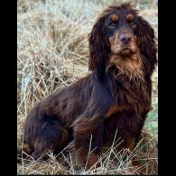 Cocker Spaniel (Working &amp; Show)
