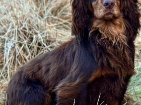 Cocker Spaniel (Show)
