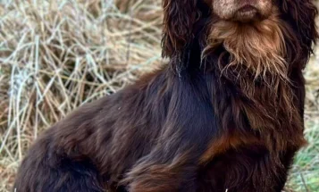 Cocker Spaniel (Show)