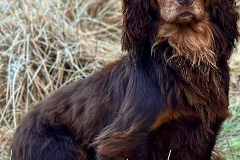 Cocker Spaniel (Show)
