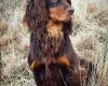 Cocker Spaniel (Show)