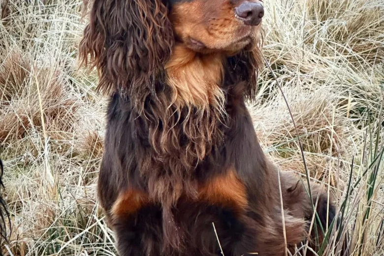 Cocker Spaniel (Show)