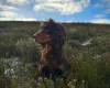 Cocker Spaniel (Show)