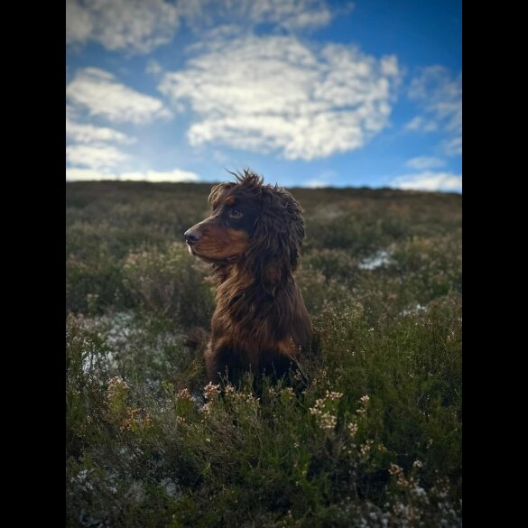 Cocker Spaniel (Working &amp; Show)