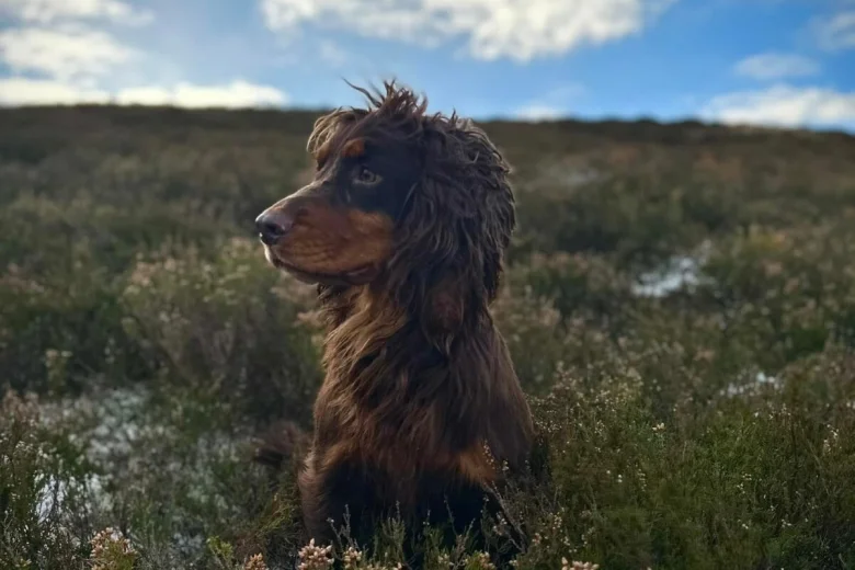 Cocker Spaniel (Show)