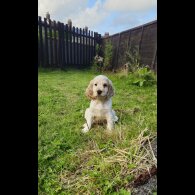 Cocker Spaniel (Working &amp; Show) - Bitches