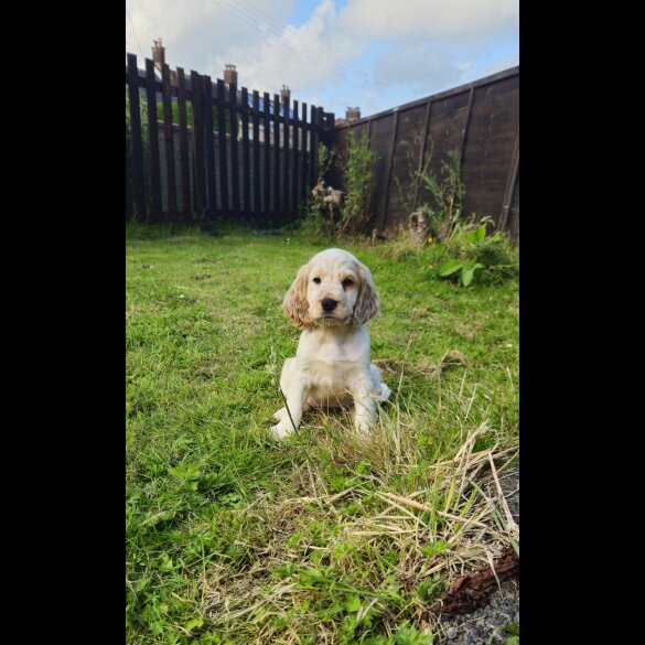 Cocker Spaniel (Working &amp; Show) - Bitches