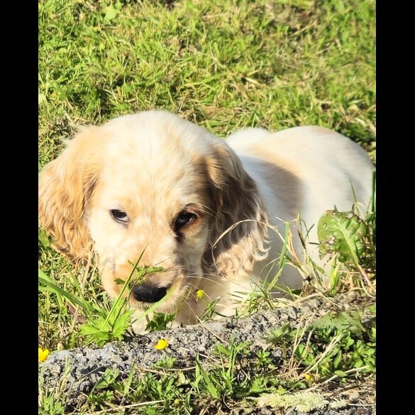 Cocker Spaniel (Working &amp; Show) - Bitches