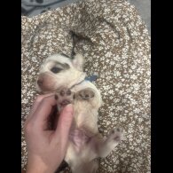 Cocker Spaniel (Working &amp; Show) - Both