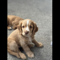 Cocker Spaniel (Working &amp; Show) - Both