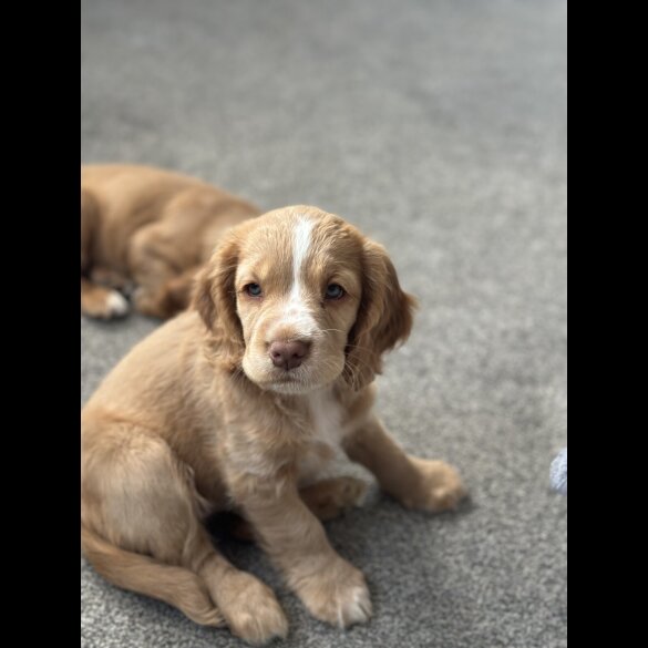 Cocker Spaniel (Working &amp; Show) - Both