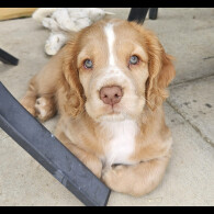 Cocker Spaniel (Working &amp; Show) - Both