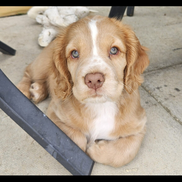 Cocker Spaniel (Working &amp; Show) - Both