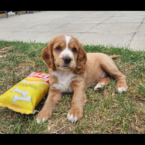 Cocker Spaniel (Working &amp; Show) - Both