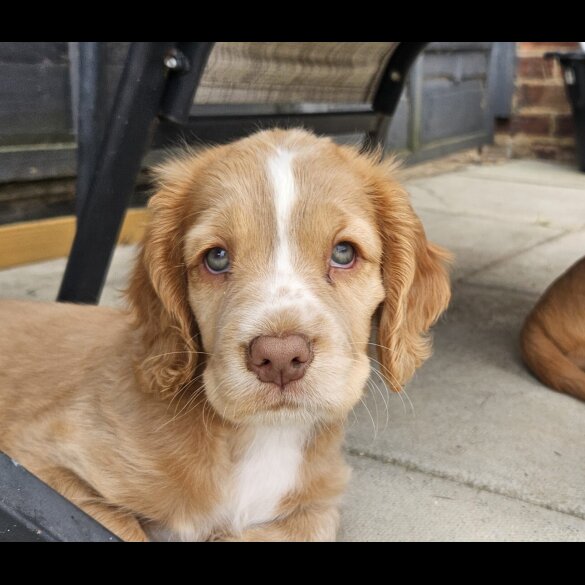 Cocker Spaniel (Working &amp; Show) - Both