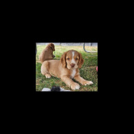 Cocker Spaniel (Working &amp; Show) - Both