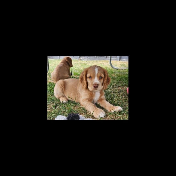 Cocker Spaniel (Working &amp; Show) - Both