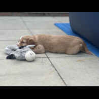 Cocker Spaniel (Working &amp; Show) - Both