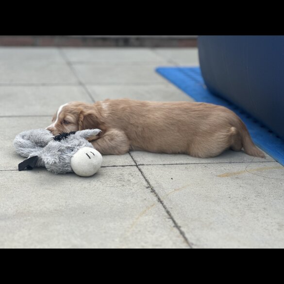 Cocker Spaniel (Working &amp; Show) - Both