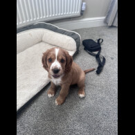 Cocker Spaniel (Working &amp; Show) - Both