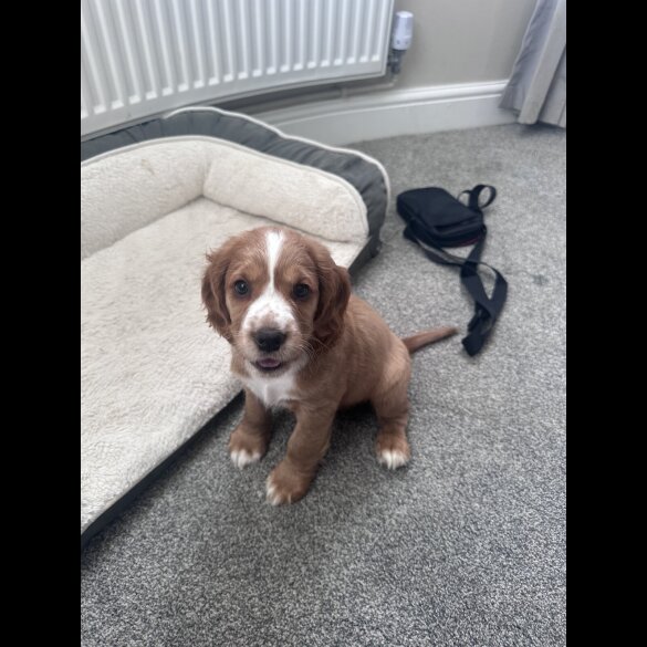 Cocker Spaniel (Working &amp; Show) - Both