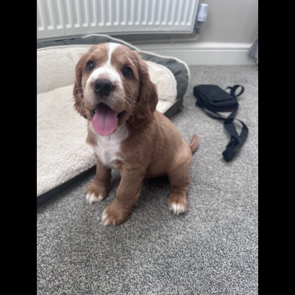 Cocker Spaniel (Working &amp; Show) - Both