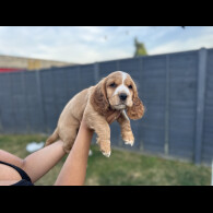 Cocker Spaniel (Working &amp; Show) - Both
