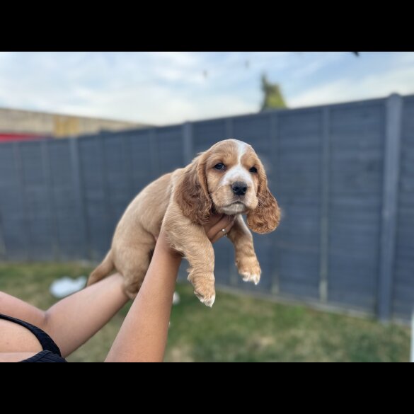 Cocker Spaniel (Working &amp; Show) - Both