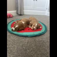 Cocker Spaniel (Working &amp; Show) - Both