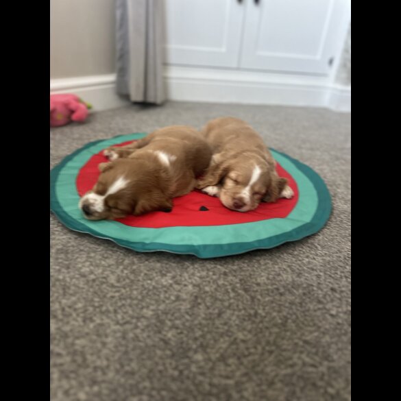 Cocker Spaniel (Working &amp; Show) - Both