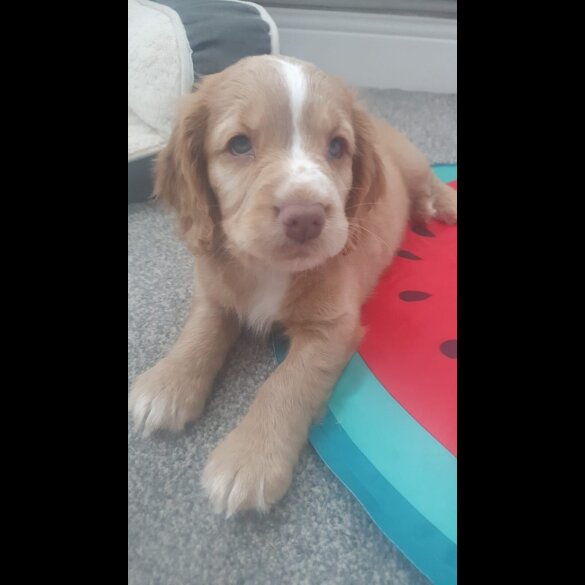 Cocker Spaniel (Working &amp; Show) - Both