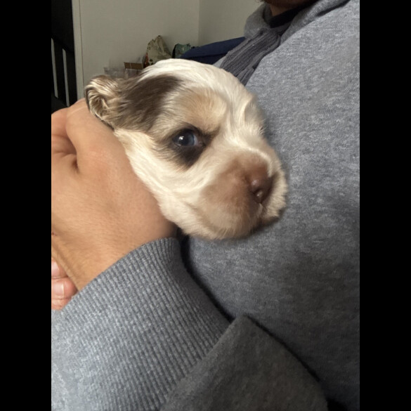 Cocker Spaniel (Working &amp; Show) - Both
