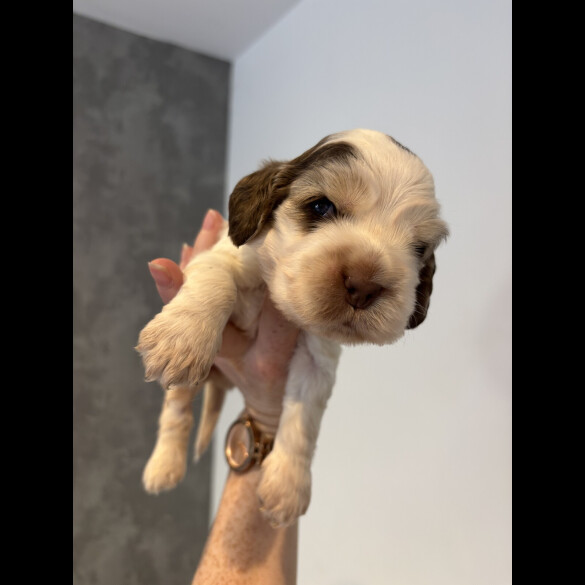 Cocker Spaniel (Working &amp; Show) - Both